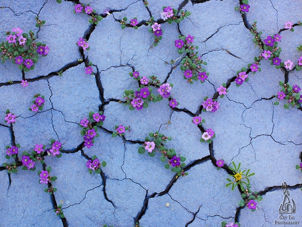 Ngất ngây giữa sa mạc… nở hoa 1