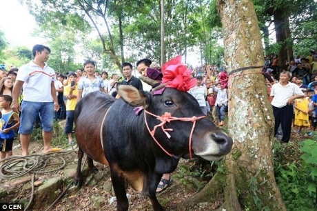 Trước khi bị treo lên cây, con bò được bước đi những bước tự do cuối cùng quanh gốc cây.