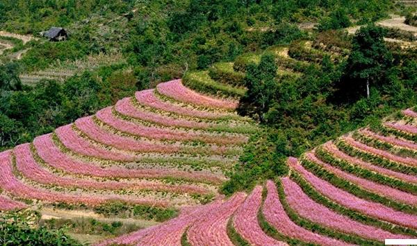 Những thửa ruộng nhuộm một màu hồng nhạt của hoa Tam Giác Mạch