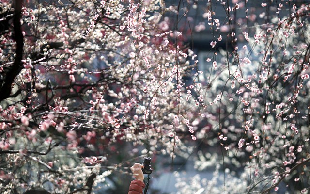 Không chỉ có Nhật Bản, Đài Loan, Trung Quốc, sắc hồng phấn của hoa anh đào cũng tô điểm cho thủ đô nước Mỹ thêm phần tráng lệ. Tại Washington D.C, lễ hội hoa anh đào thường được tổ chức vào cuối tháng 3 và kéo dài đến giữa tháng 4. Năm nay, lễ hội hoa anh đào quốc gia ở Mỹ (National Cherry Blossom Festival) sẽ bắt đầu từ hôm nay và tiếp tục cho tới ngày 12/4.