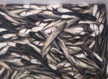 Số cá trê của Trung Quốc bị phát hiện có thể tăng 6kg/năm