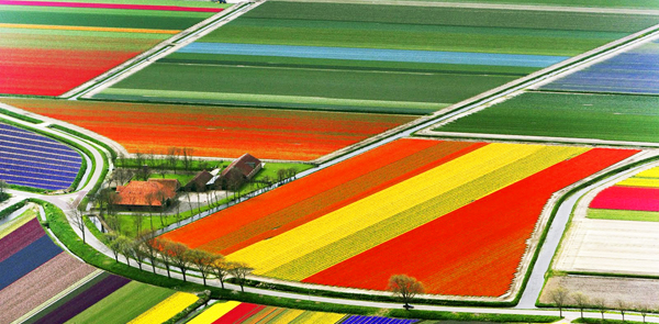 Trong suốt tháng chính của mùa xuân, tulip, thủy tiên và lục bình được trồng ngay hàng thẳng lối, cắt tỉa cẩn thận ở trên cánh đồng hoa của Hà Lan sẽ nở rộ tạo thành các mảng màu tuyệt đẹp.