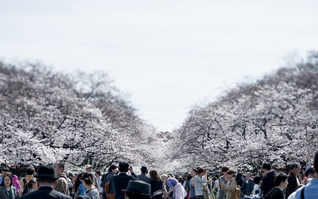Lễ hội hoa anh đào Hanami thường đi kèm với những bữa tiệc rượu ngoài trời, những bài hát ca ngợi vẻ đẹp của hoa anh đào… Lễ hội thường kéo dài từ một hoặc hai tuần tại đảo Okinawa và phía Bắc của Hokkaido.