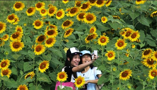Đến Thái Lan ngắm hoa hướng dương rạng rỡ ở Lopburi 5
