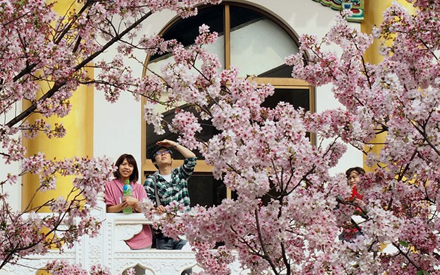 ài Loan là một trong những nơi nhìn thấy hoa anh đào hé nở sớm nhất. Trong hình là vườn hoa anh đào tại một quán trà ở Thiên Nguyên, Đài Bắc. Những cánh hoa anh đào mỏng manh, phủ sắc trắng hồng tạo thành một bức tranh thiên nhiên lộng lẫy.