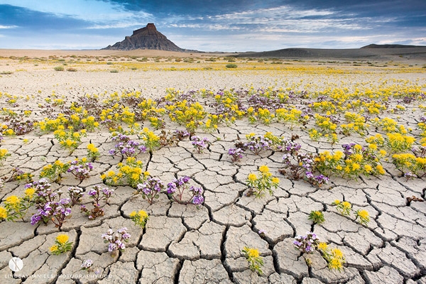 Ngất ngây giữa sa mạc… nở hoa 1