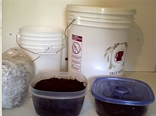2 tuần trồng nấm sạch lên vùn vụt bằng bã cà phê - 1