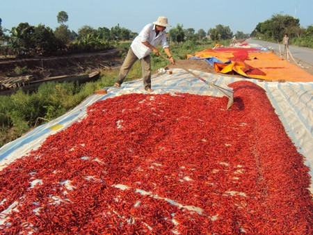 Nông dân huyện Thanh Bình thu hoạch ớt vụ hè thu 2014.
