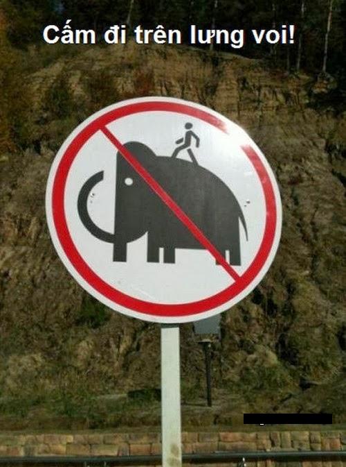 Biển báo cấm đi trên lưng voi (chắc là chỉ được ngồi).