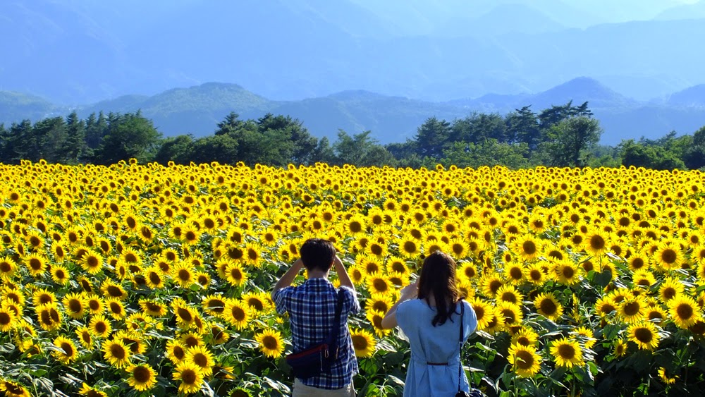 Những cánh đồng hoa đẹp nhất Việt Nam  13