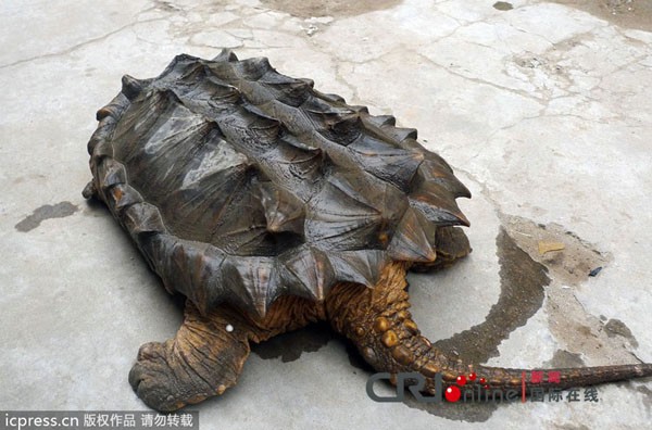 Phát hiện Rùa Cá sấu có mai lởm chởm đi lạc tới Trung Quốc 4