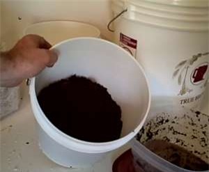 2 tuần trồng nấm sạch lên vùn vụt bằng bã cà phê - 3