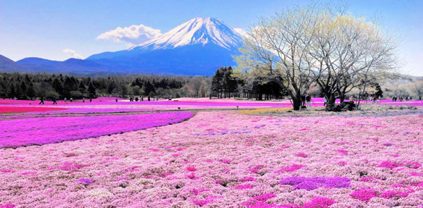 Trong tiết xuân, các cánh đồng dưới chân núi Phú Sỹ lại tràn ngập màu hồng của hàng trăm nghìn bông hoa shibazakura.