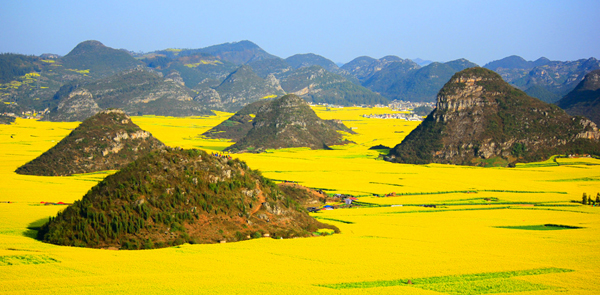 Huyện miền núi ở phía đông Trung Quốc trở thành &quot;biển vàng&quot; vào mỗi mùa hoa cải.