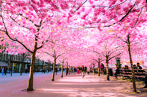 Vườn hoa anh đào vào mùa xuân ở Nhật Bản. Là quốc hoa của đất nước mặt trời mọc, hoa anh đào còn tượng trưng cho tinh thần võ sĩ đạo bất khuất của dân tộc Nhật Bản.