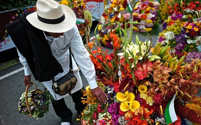 Người nông dân sẽ canh tác gieo trồng vào tháng 8 hàng năm, để hoa có thể nở rộ đúng vào tiết trời xuân. Trong hình là những giò hoa khổng lồ trưng bày nhằm phục vụ cho các lễ hội và các buổi nhạc sống tưng bừng trên đường phố. 