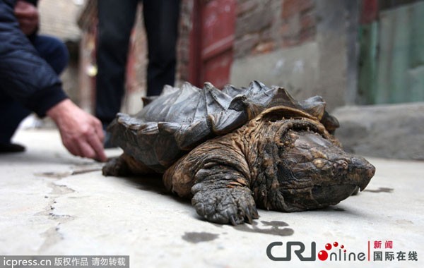 Phát hiện Rùa Cá sấu có mai lởm chởm đi lạc tới Trung Quốc 3