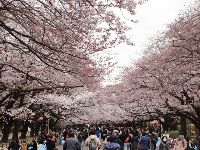 Shinjuku Gyoen Garden là một địa điểm ngắm anh đào nổi tiếng tại thủ đô Tokyo, Nhật Bản.