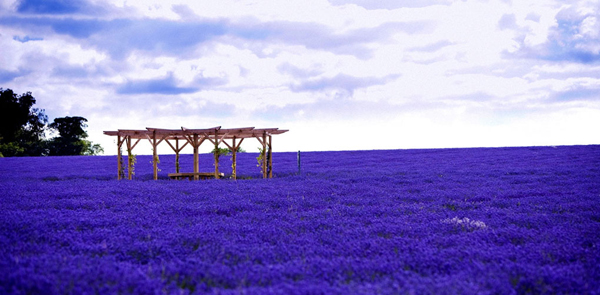 Trong suốt những tháng mùa hè, các cánh đồng hoa oải hương của Provence, Pháp lại tràn ngập một màu tím bát ngát.
