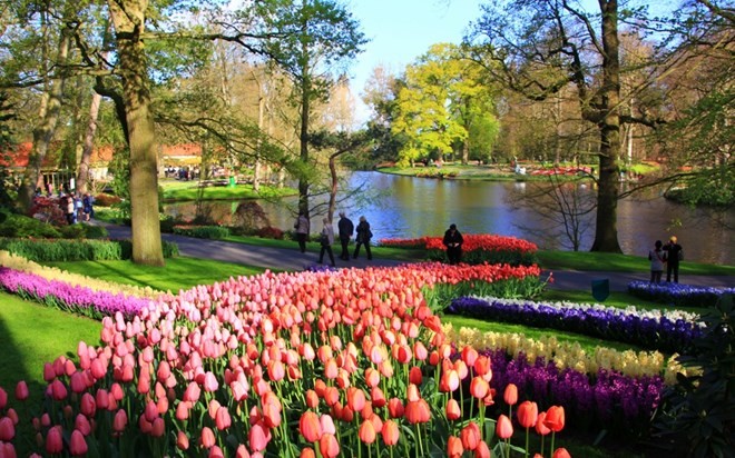 Cách thủ đô Amsterdam khoảng 60 phút đi tàu, vườn Keukenhof thuộc thị trấn Lisse với diện tích 32 ha được bao phủ bởi những loài hoa rực rỡ sắc màu. Khách tham quan sẽ không khỏi choáng ngợp trước vẻ đẹp của hơn 7 triệu loài hoa bao gồm hoa thủy tiên, hoa tulip, hoa lục bình… Số lượng khách tham quan công viên luôn được giới hạn để đảm bảo không làm ảnh hưởng đến cảnh quan. Trong khoảng thời gian mở cửa từ 20/3 – 17/4, mỗi năm, khu vườn thu hút hơn một triệu du khách. 