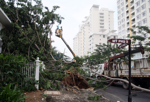 Ở khu vực Mỹ Phú, một cây đã ngã đè vào căn hộ.