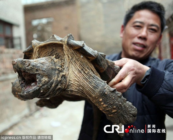 Phát hiện Rùa Cá sấu có mai lởm chởm đi lạc tới Trung Quốc 5