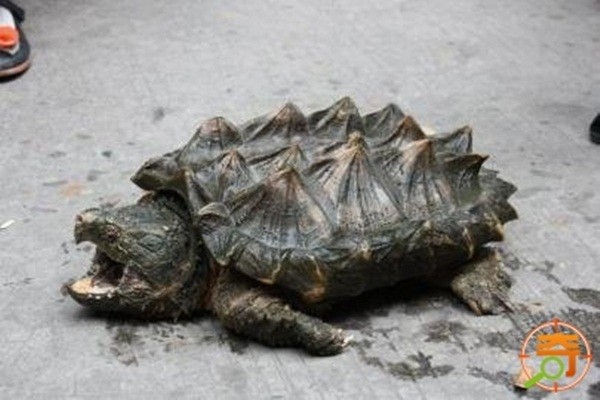 Phát hiện Rùa Cá sấu có mai lởm chởm đi lạc tới Trung Quốc 1
