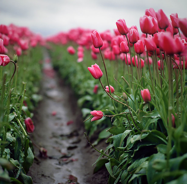 Hoa tuylip nở mùa xuân ở Woodburn, bang Oregon, Mỹ.