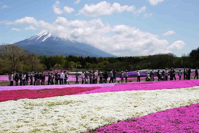 Vườn hoa Shibazakura gần núi Phú Sĩ, Nhật Bản.