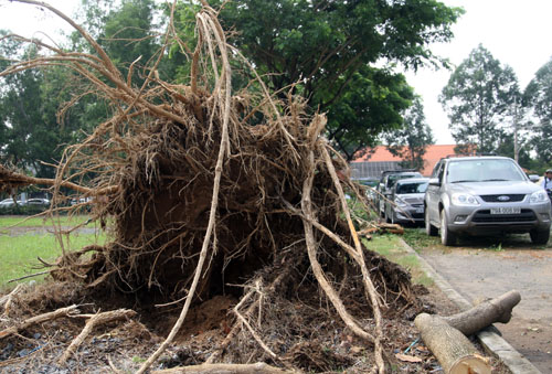 Cơn mưa to kèm theo gió mạnh chiều tối 6/9 khiến TP HCM xảy ra nhiều sự cố. Trong đó, ảnh hưởng nặng nề nhất là hàng loạt cây xanh bật gốc ở khu Phú Mỹ Hưng.
